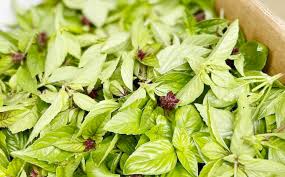 Image result for selvatici tehron