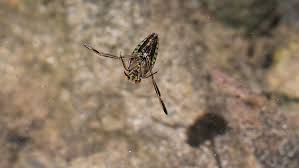 Attēlu rezultāti vaicājumam “Notonecta glauca”