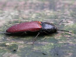 Attēlu rezultāti vaicājumam “Ampedus pomorum”