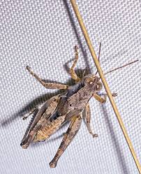 Attēlu rezultāti vaicājumam “Orthoptera”