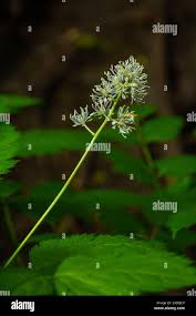 Attēlu rezultāti vaicājumam “Actaea spicata flower”