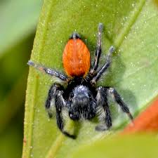 Attēlu rezultāti vaicājumam “Xanthogramma sp.”