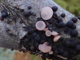 Attēlu rezultāti vaicājumam “Neobulgaria pura”