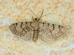 Attēlu rezultāti vaicājumam “Eupithecia venosata”