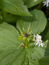 Attēlu rezultāti vaicājumam “Paris quadrifolia flower”