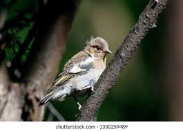 Attēlu rezultāti vaicājumam “Fringilla coelebs juvenile”