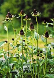 Image result for Rudbeckia