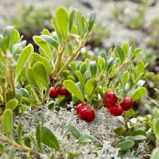 Attēlu rezultāti vaicājumam “Arctostaphylos uva-ursi leaf”