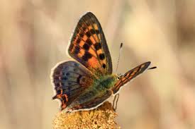 Attēlu rezultāti vaicājumam “Lycaeniinae”