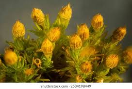 Attēlu rezultāti vaicājumam “Orthotrichum speciosum sporophyte”