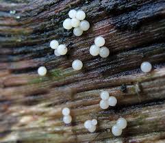 Attēlu rezultāti vaicājumam “Enerthenema papillatum macro”