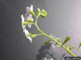 Attēlu rezultāti vaicājumam “Myosotis scorpioides bud”
