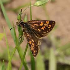 Attēlu rezultāti vaicājumam “Carterocephalus palaemon underside”
