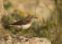 Image result for Oenanthe pleschanka