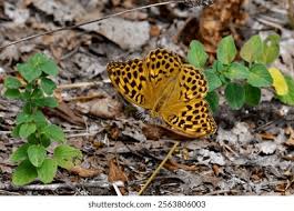 Attēlu rezultāti vaicājumam “Argynnis laodice male”