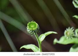 Attēlu rezultāti vaicājumam “Echinacea purpurea bud”