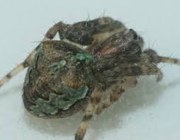 Attēlu rezultāti vaicājumam “Gibbaranea gibbosa”