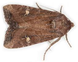 Attēlu rezultāti vaicājumam “Celaena leucostigma”