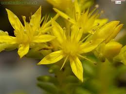 Attēlu rezultāti vaicājumam “Sedum sexangulare”