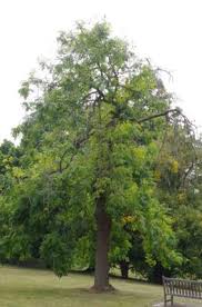 Attēlu rezultāti vaicājumam “Fraxinus excelsior Pendula female flower”