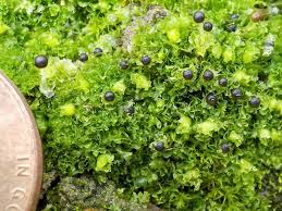 Attēlu rezultāti vaicājumam “Schistidium robustum sporophyte”