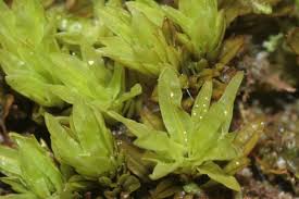 Attēlu rezultāti vaicājumam “Encalypta streptocarpa”