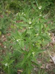 Attēlu rezultāti vaicājumam “Lithospermum officinale flower”