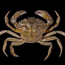 Image result for Carcinus maenas