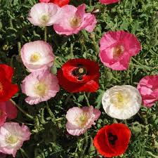 Attēlu rezultāti vaicājumam “Papaver rhoeas”