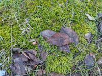 Attēlu rezultāti vaicājumam “Brachythecium albicans”