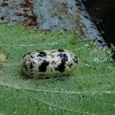 Attēlu rezultāti vaicājumam “Ichneumonidae cocoon”