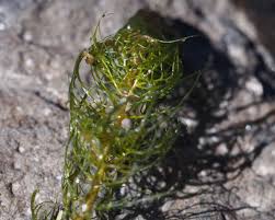 Attēlu rezultāti vaicājumam “Myriophyllum alterniflorum”
