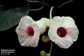 Attēlu rezultāti vaicājumam “Convolvulaceae”