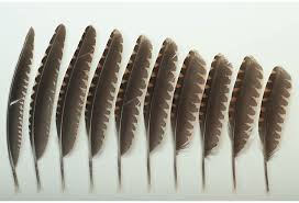 Attēlu rezultāti vaicājumam “Scolopax rusticola juvenile”