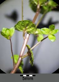 Attēlu rezultāti vaicājumam “Veronica filiformis bud”
