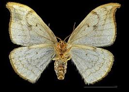 Attēlu rezultāti vaicājumam “Drepana falcataria”