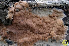 Attēlu rezultāti vaicājumam “Cylindrobasidium evolvens”