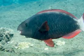 Image result for Chlorurus perspicillatus