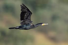 Attēlu rezultāti vaicājumam “Phalacrocorax carbo adult”