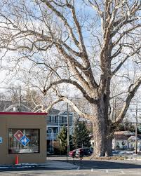 Image result for Sycamore Ttc