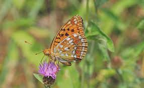 Attēlu rezultāti vaicājumam “Argynnis adippe”