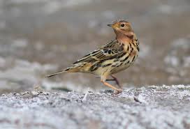 Image result for Anthus cervinus