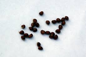 Attēlu rezultāti vaicājumam “Paris quadrifolia fruit”