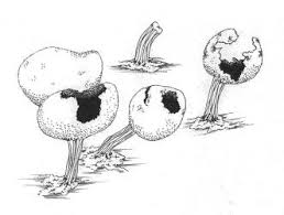 Attēlu rezultāti vaicājumam “Physarum obscurum”