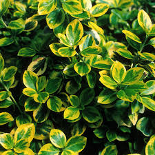 Attēlu rezultāti vaicājumam “Euonymus”