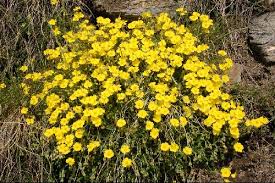 Attēlu rezultāti vaicājumam “Helianthemum nummularium”