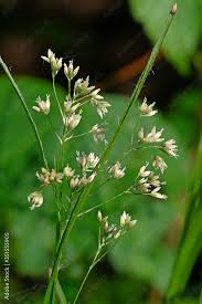 Attēlu rezultāti vaicājumam “Luzula luzuloides”