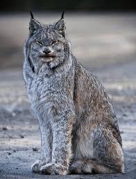 Afbeeldingsresultaat voor lynx