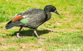 Attēlu rezultāti vaicājumam “Tadorna tadorna male”