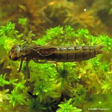 Attēlu rezultāti vaicājumam “Aeshna juncea”